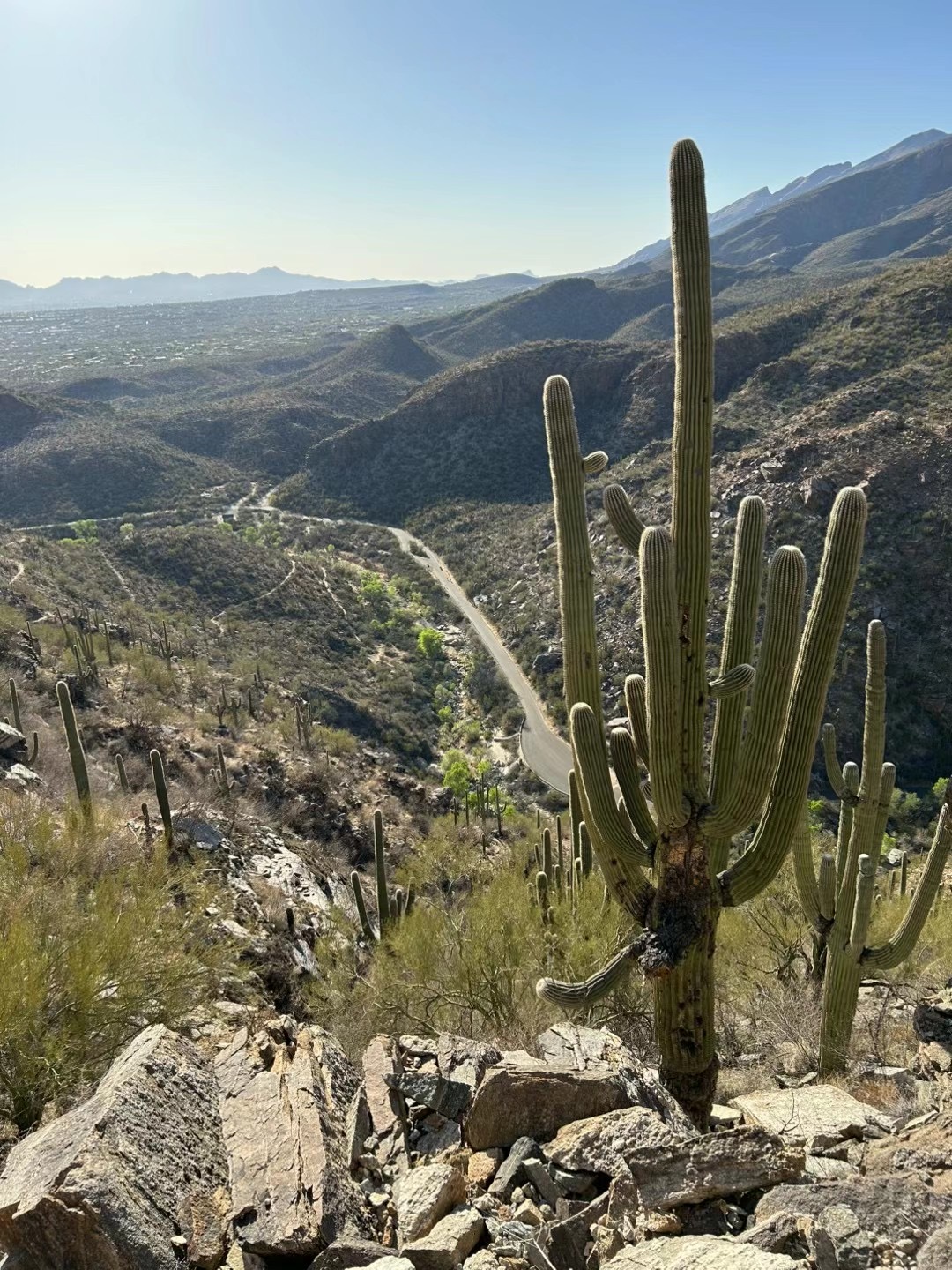Saguaro National Park